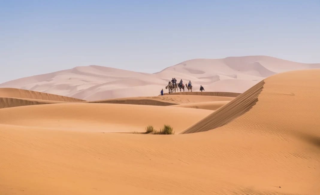 Camélades traversant le désert du Sahara au Maroc.