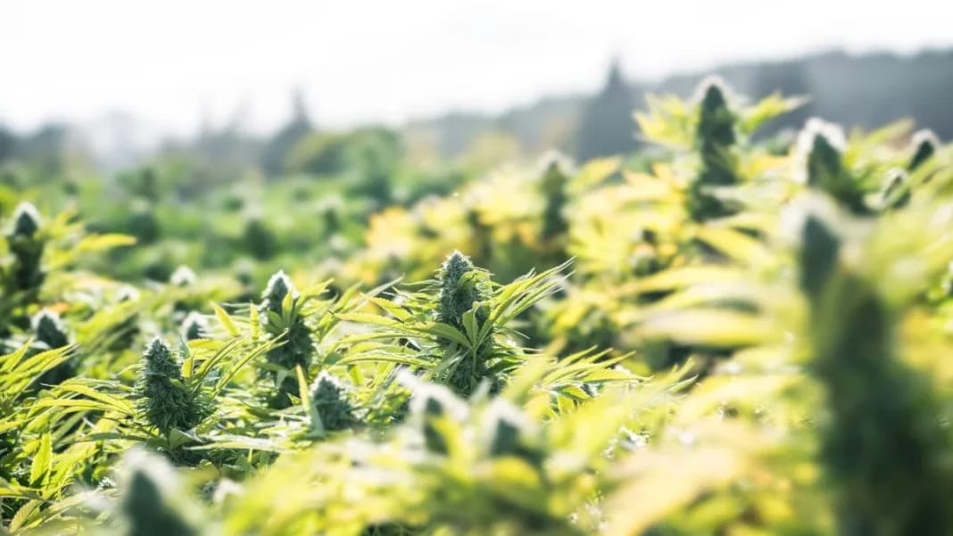 Légalisation du cannabis : les agriculteurs marocains se trouvent une nouvelle passion Champ de cannabis en plein jour au Maroc.