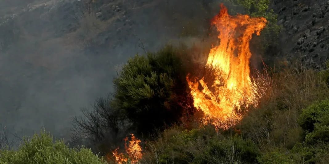 Incendies en Algérie : Les Forêts de Béjaïa sauvagement ravagées par les flammes Feu de forêt en Algérie, flames et fumée intense.
