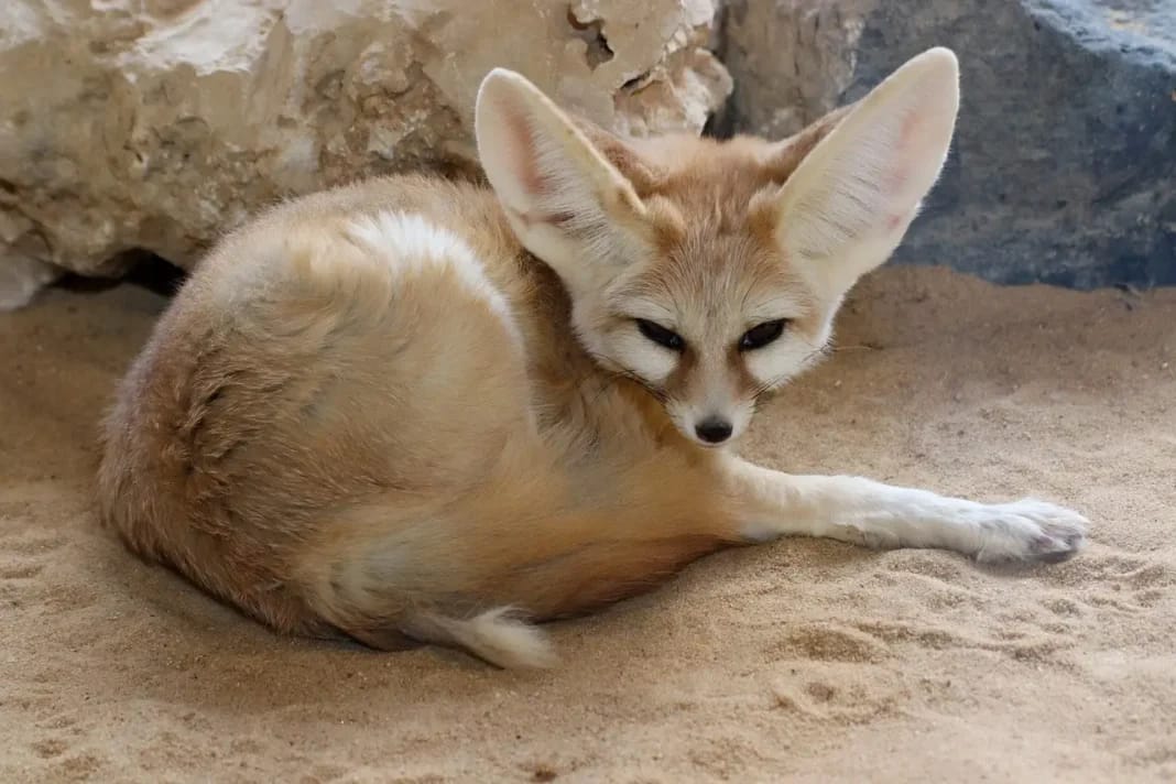 Renard pâle rare aperçu dans le Sahara algérien.