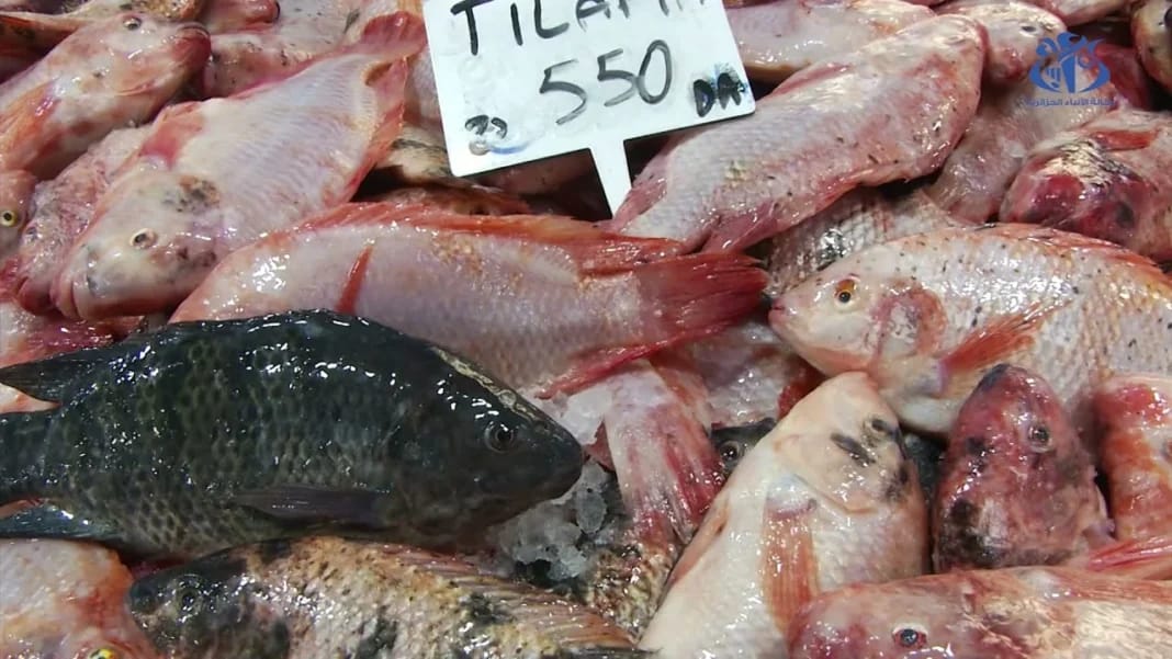 Poissons tilapia frais en vente Poissons tilapia frais à vendre au marché pour moins de 700 DA/kg.