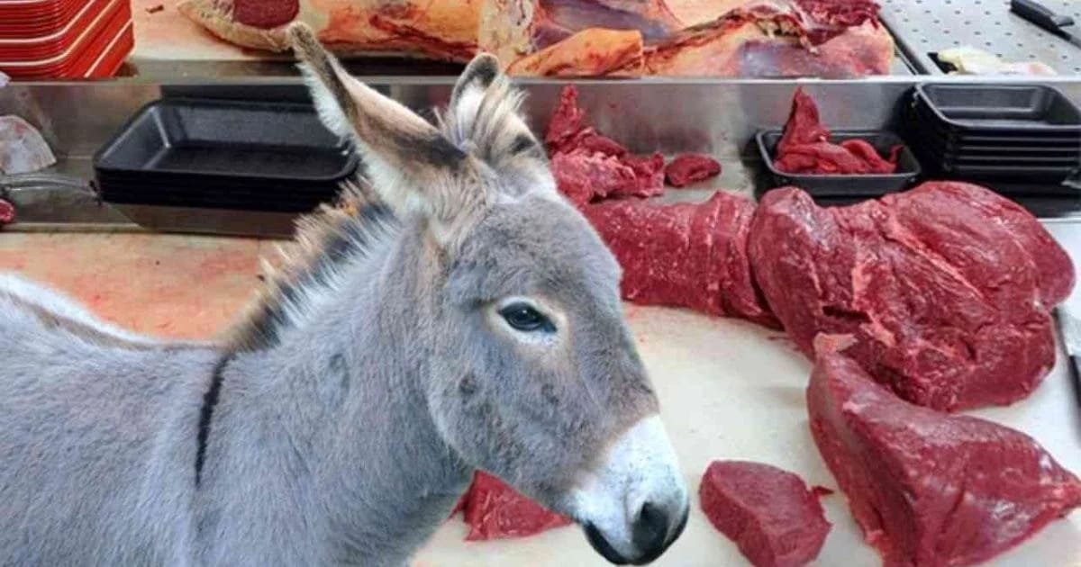 Ramadan 2025 : Ils ont failli faire manger de la viande d'âne aux Algériens, la justice a sanctionné !