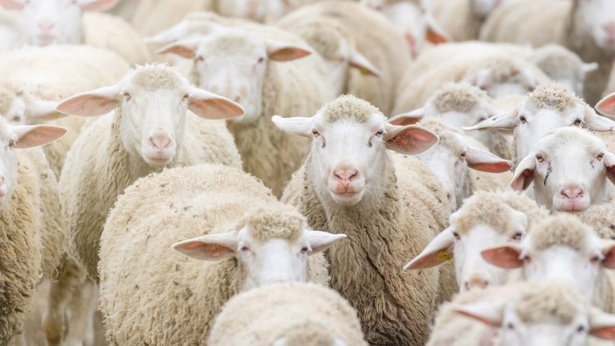 Algérie : Nouvelles Règles pour l'Import de 1M de Moutons