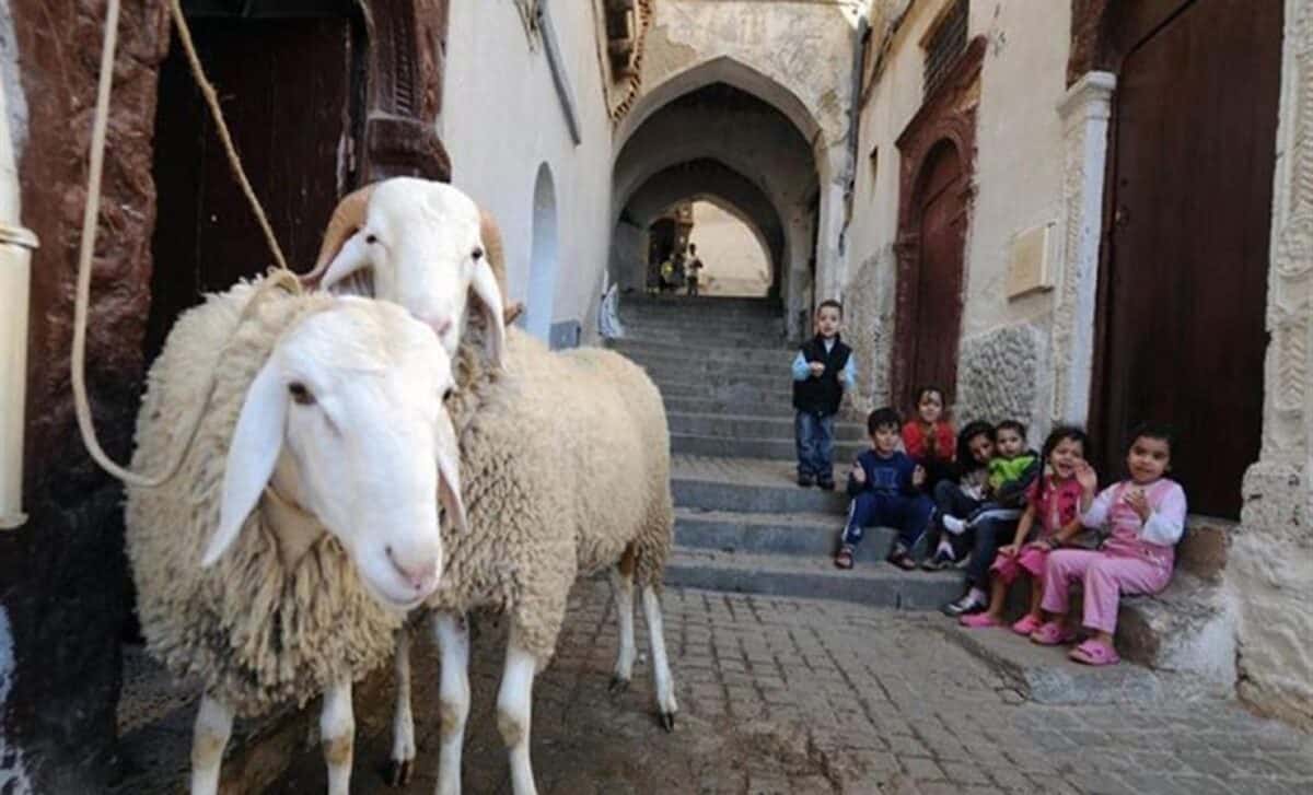  Aid al-Adha 2025 : l’Algérie restreint le transport de bétail
