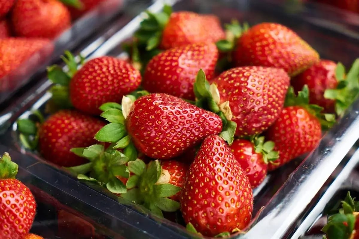 Fraises algériennes : une explosion de production et un espoir pour l’exportation