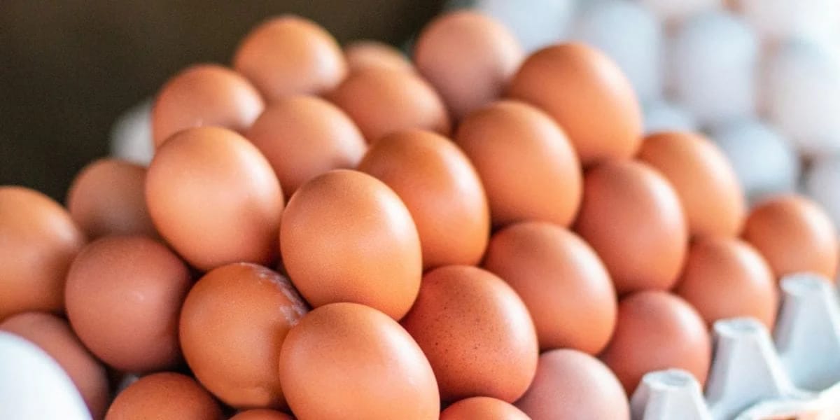 Algérie : feu vert pour l’exportation après une production record de 10 milliards d’œufs