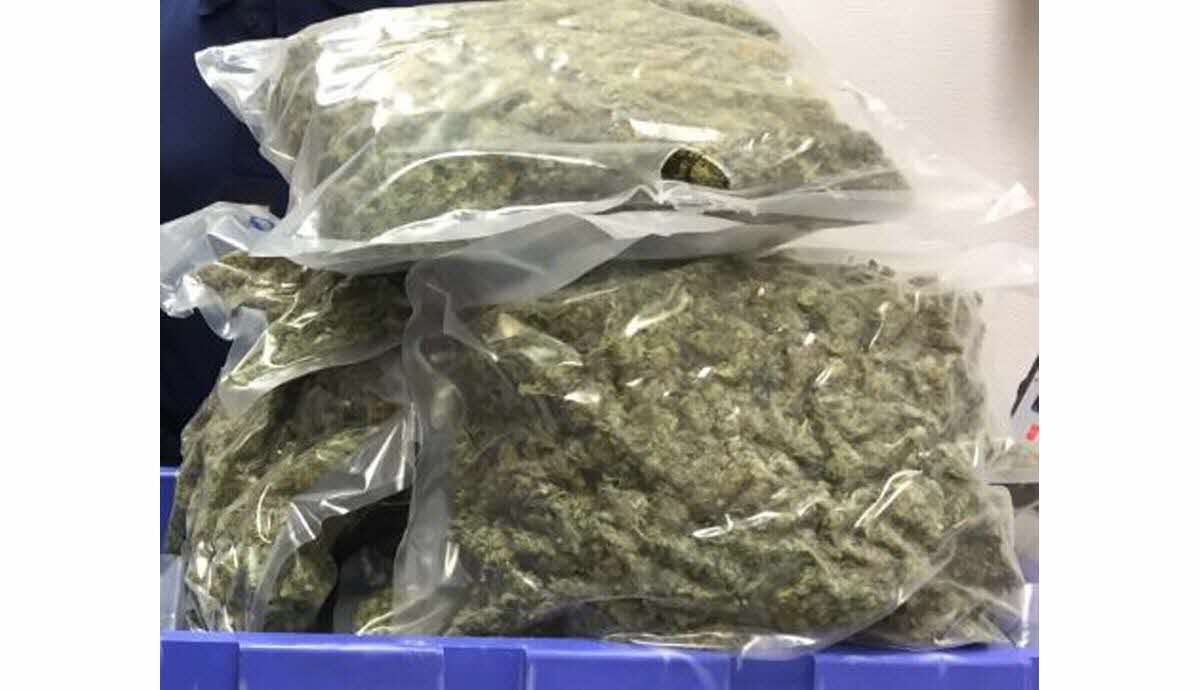 Un Algérien arrêté en flagrant délit à Valence avec 4000 plants de cannabis et 200 kg de marijuana prêts à la vente