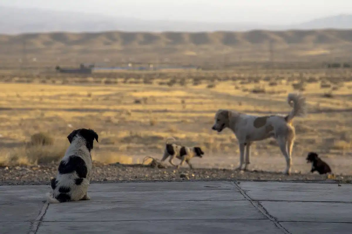 Drame à M’Sila : une fillette tuée par des chiens errants