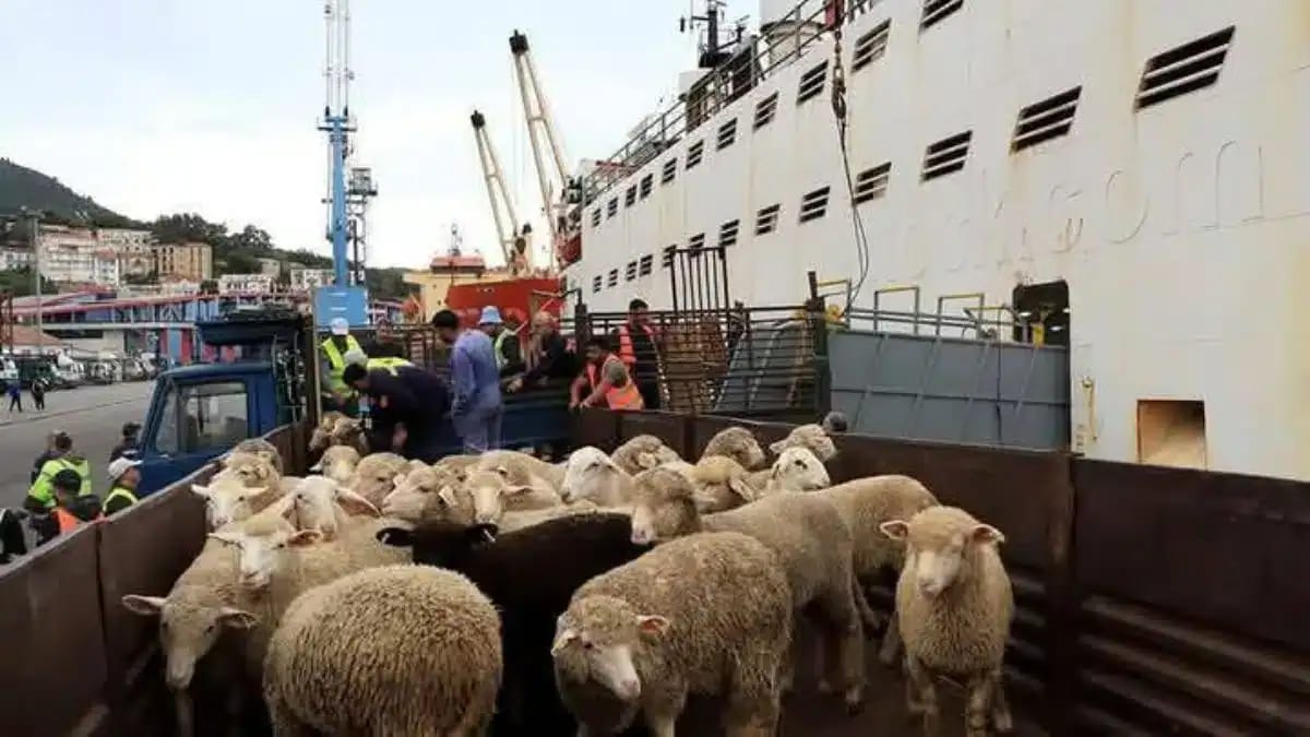 Moutons importés de Roumanie arrivant dans un port algérien.