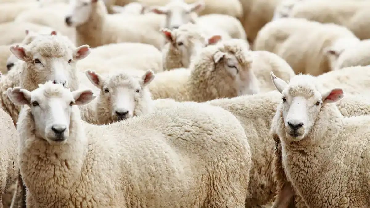 Troupeau de moutons blancs en Roumanie, prêts pour l'exportation vers l'Algérie.