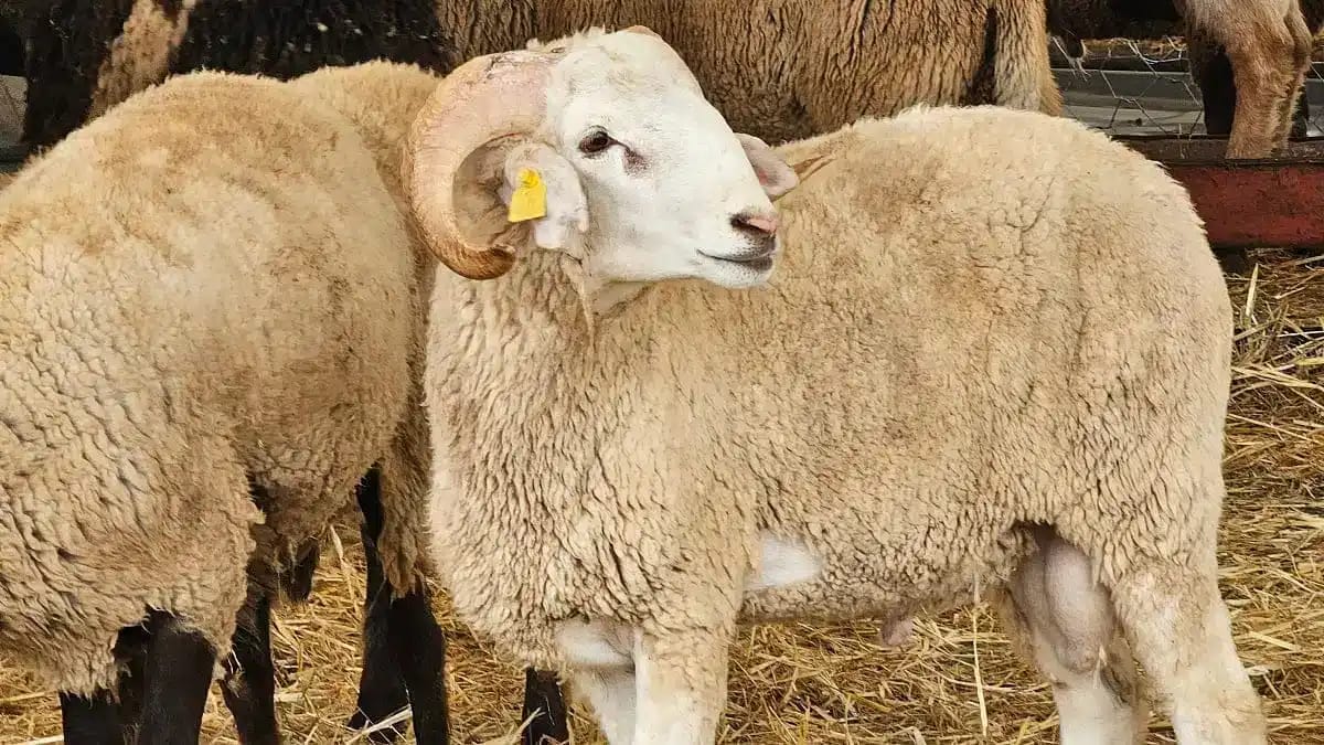 Mouton blanc avec oreilles jaunes dans une ferme algérienne.