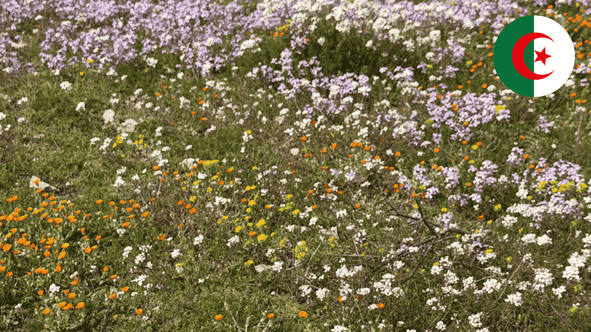 Champ de fleurs sauvages colorées en Algérie au printemps.