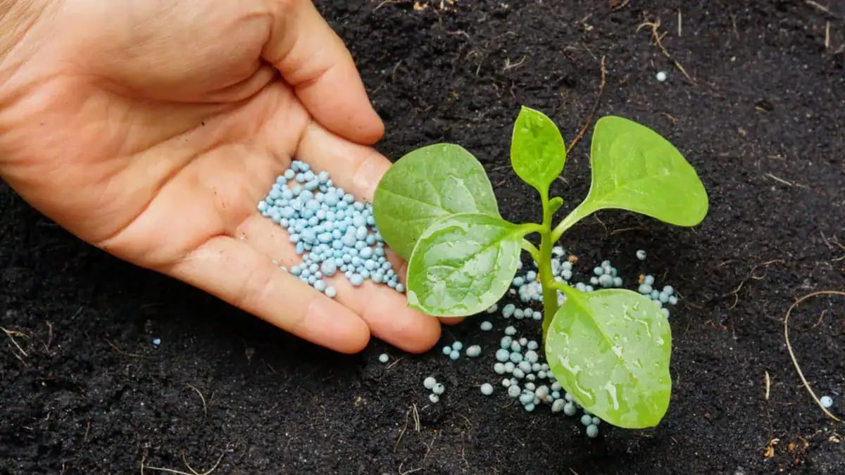 Jeune plant avec engrais en granules dans la terre.