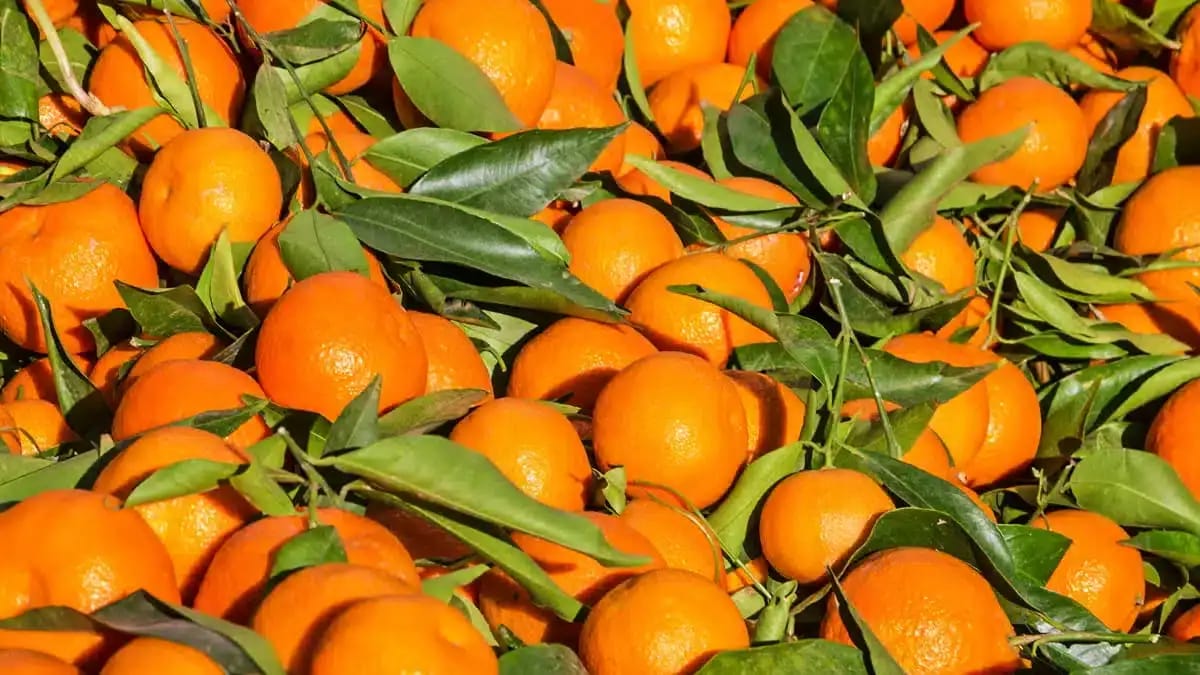 Mandarines marocaines avec feuilles vertes, récolte fraîche.