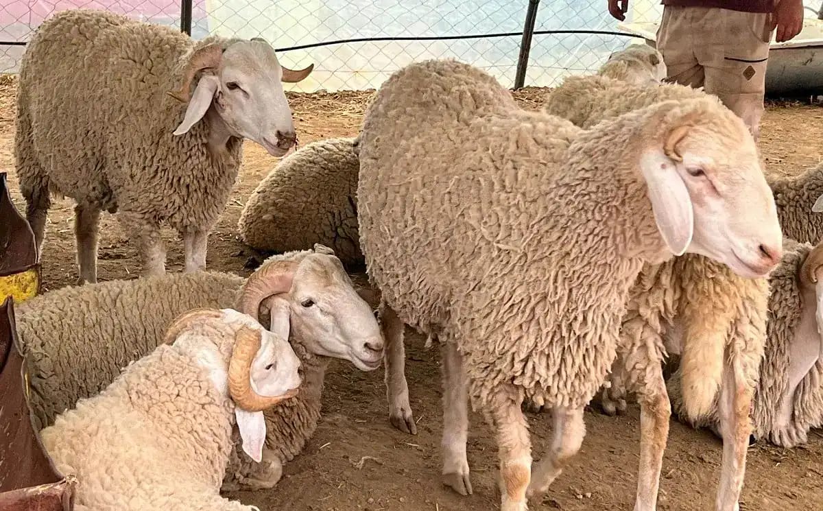 Moutons d'Algérie dans un enclos, prêts à être vendus ou élevés.