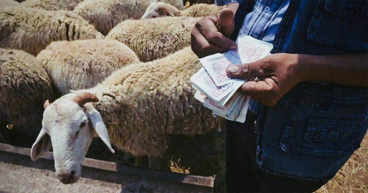 Vente de moutons pour l'Aïd, homme avec argent et moutons en arrière-plan.