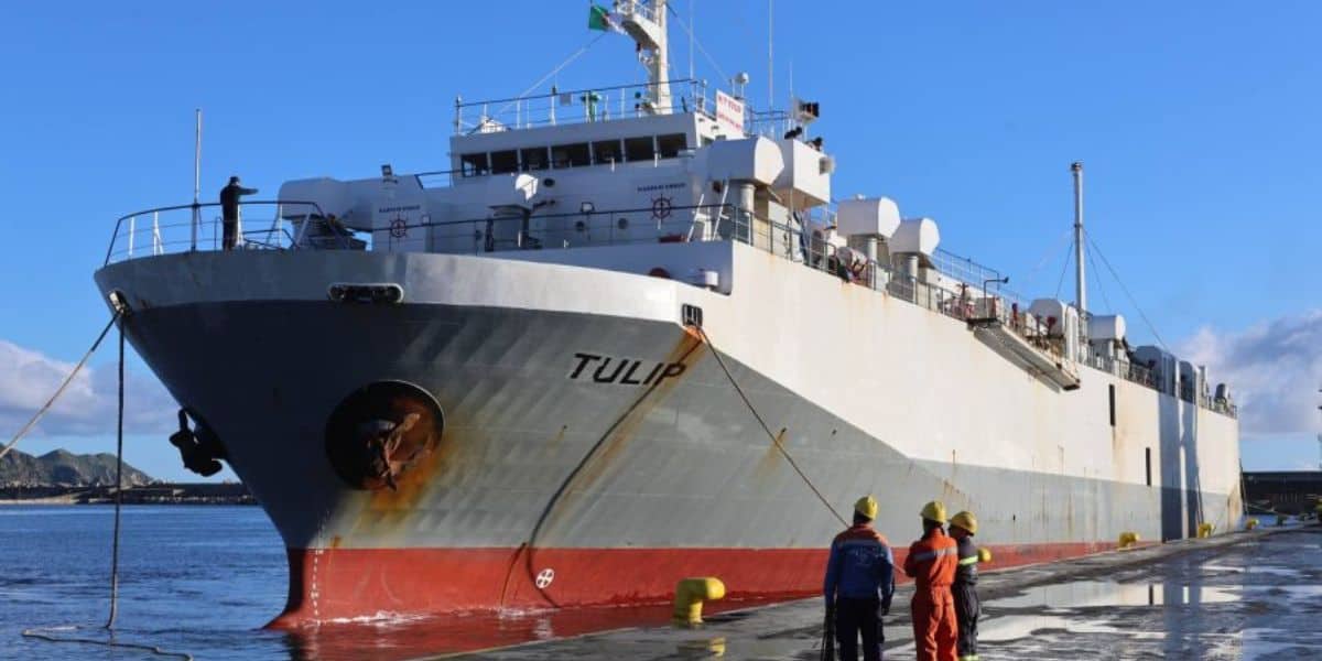 Navire de transport de moutons à Skikda en Algérie pour l'Aïd el-Adha.