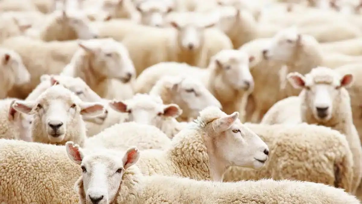 Moutons importés pour l'Aïd, vente de moutons en Algérie.