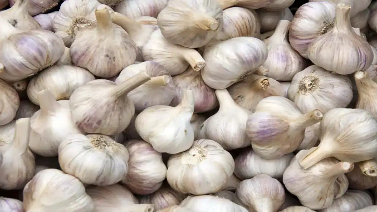 Gousses d'ail algérien fraîches pour la vente et la consommation.