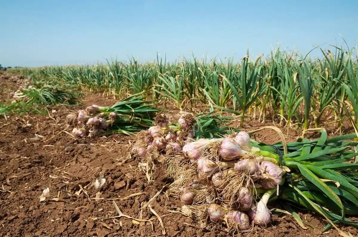 Bulbes d'ail fraîchement récoltés dans un champ algérien.