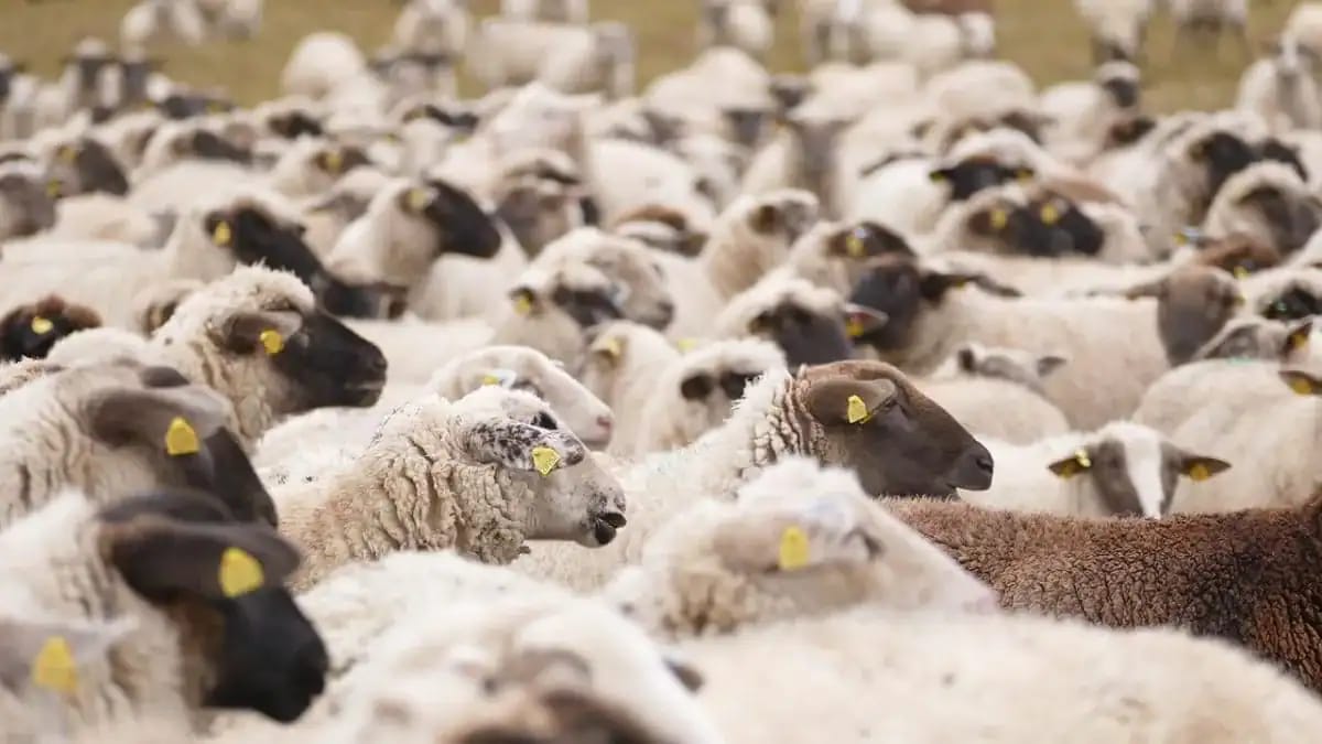 Moutons importés pour l'Aïd, vente de moutons en Algérie.