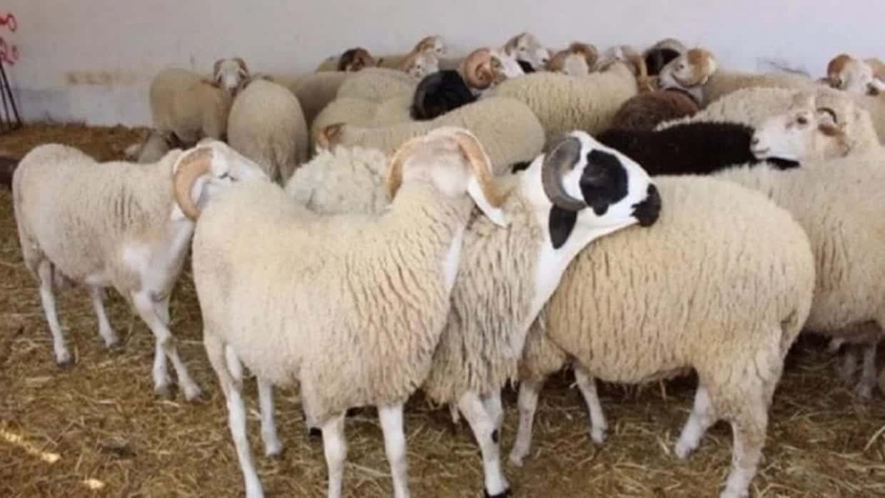 Moutons dans un enclos en Algérie, élevage ovins.