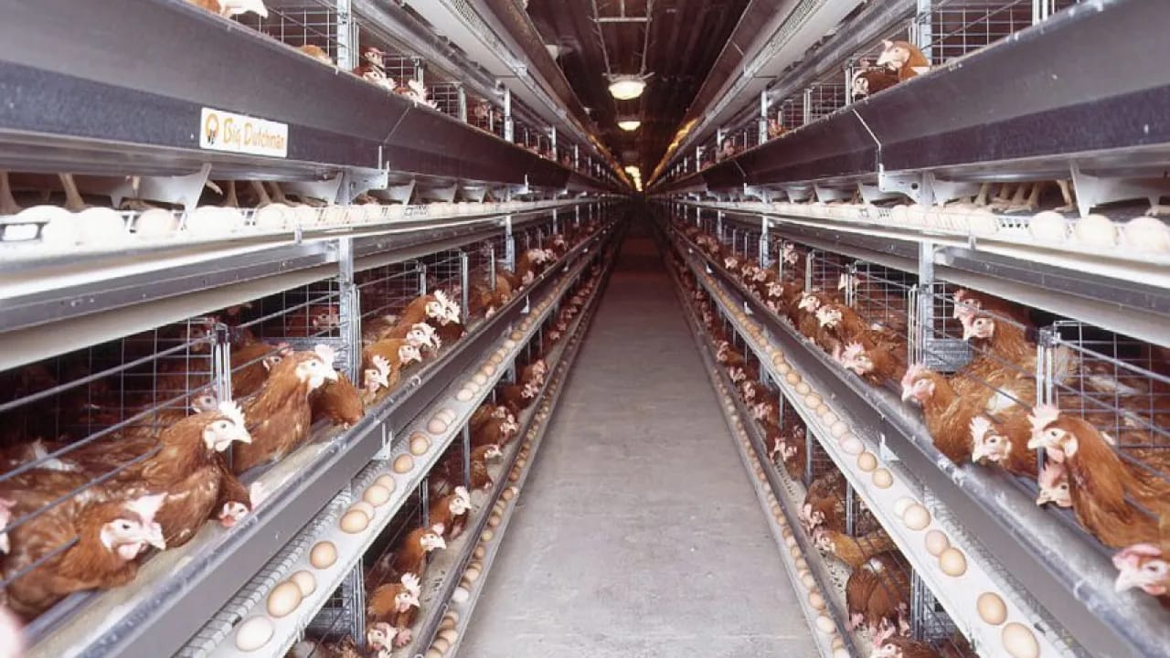 Production de poulets en Algérie : 2 mesures stratégiques pour dynamiser la filière