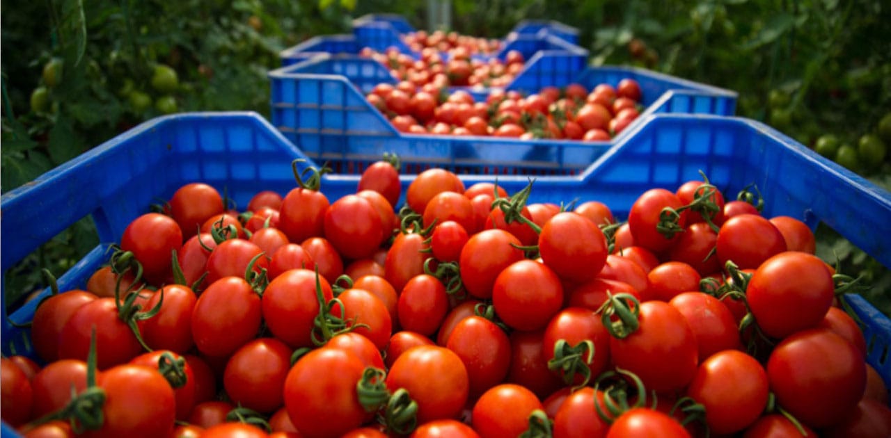 Les surprenantes fluctuations du prix de la tomate en Algérie
