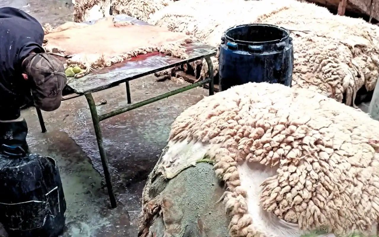 Peaux de mouton fraîches sur une table de traitement.