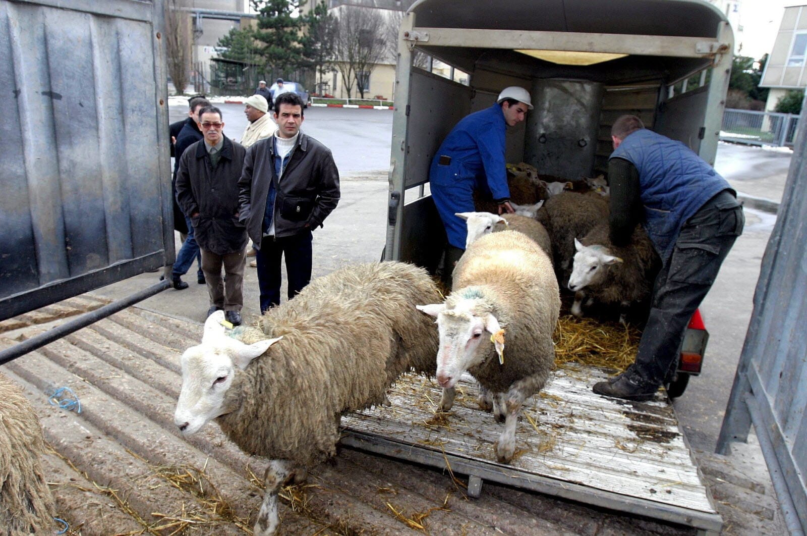 Aïd el-Adha 2025 en France :Tout sur l'abattage de moutons