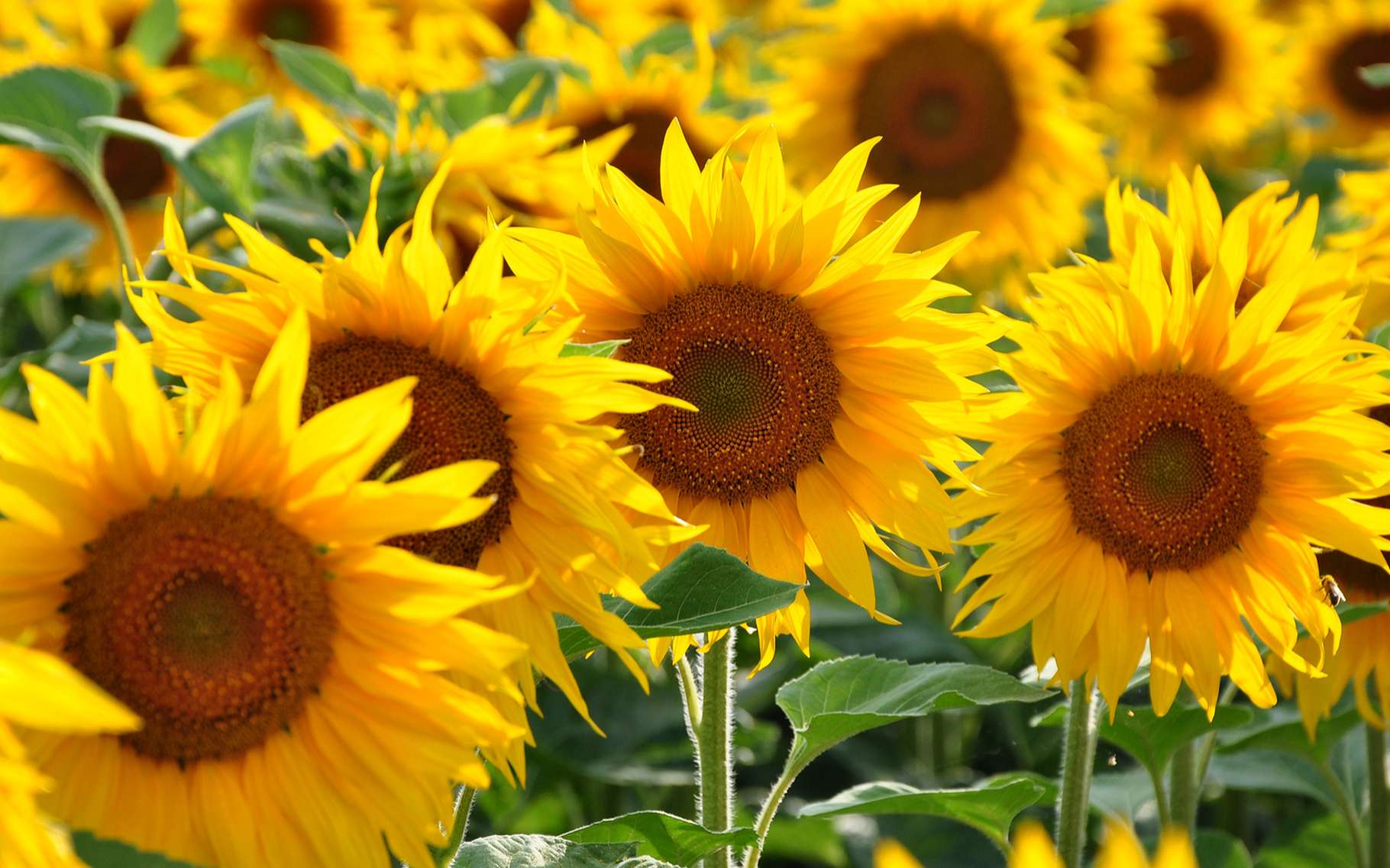 Champ de tournesols en Algérie, soleil brillant et ciel bleu clair.