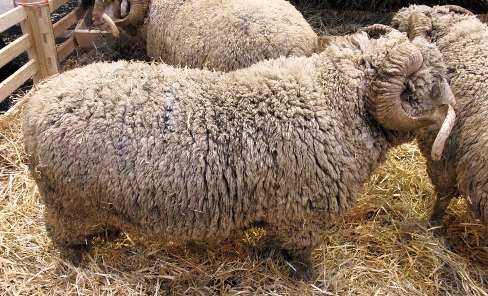Aïd al-Adha 2025 en France : vers un boycott du sacrifice rituel