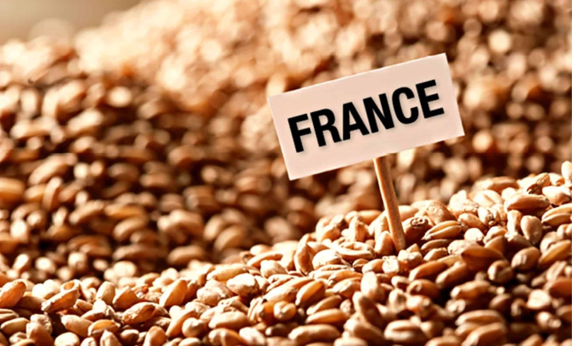 Blé français : l'Algérie boude, le Maroc en tête des achats