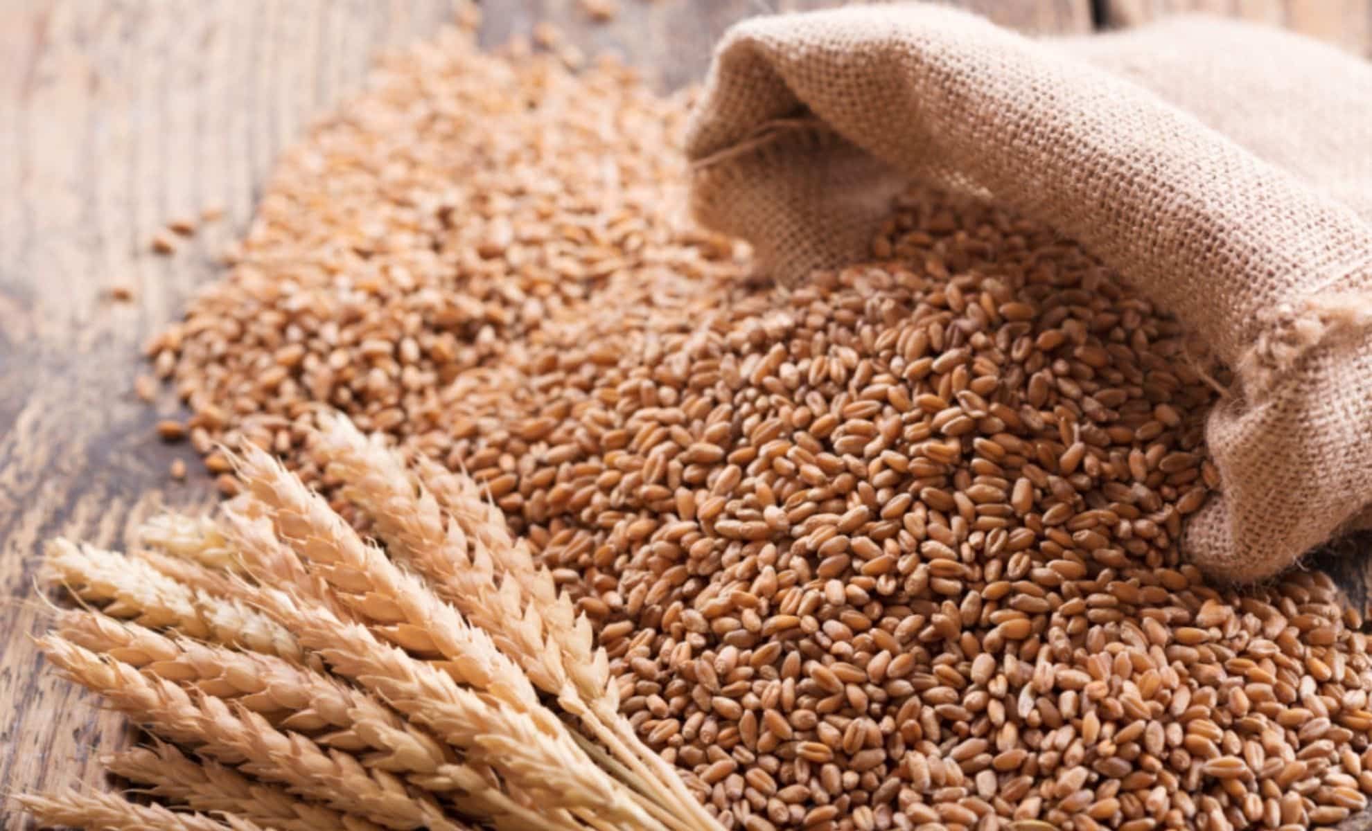 Grains de blé dans un sac en toile avec épis de blé.
