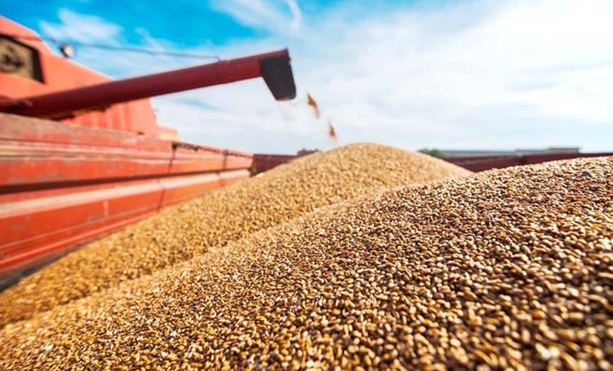 Grain de blé prêt pour la récolte en Algérie.