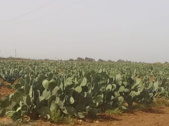 Champ de figuiers de Barbarie en Algérie sous ciel nuageux.