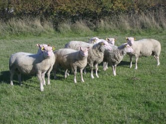 Moutons d'élevage dans un pâturage verdoyant en Algérie.