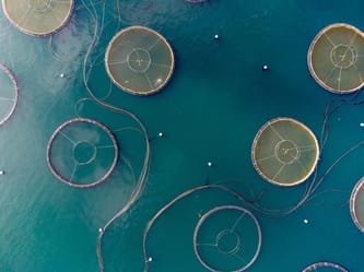 Pêcheries aquacoles en Algérie, production de poissons en 2030.