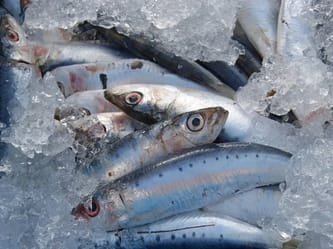 Sardines fraîches en glace pour la vente ou la consommation.