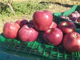 Pommes rouges récoltées dans un verger algérien.
