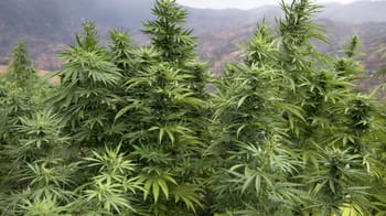 Plantes de cannabis en croissance dans un champ en plein air.