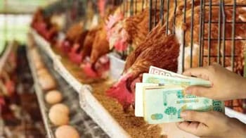 Vente d'animaux de ferme, poulets et volailles en cage.
