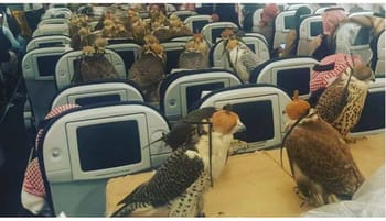 Faucons dans un avion, assis devant des écrans de divertissement.
