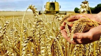 Récolte de blé par des agriculteurs algériens.