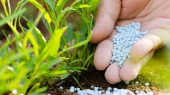 Application d'engrais sur une culture de plantes vertes.