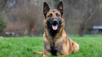 Chien de berger assis dans un parc vert avec arbres en arrière-plan.