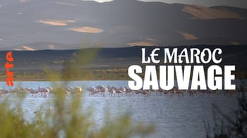 Paysage sauvage du Maroc avec des animaux près d'une rivière.