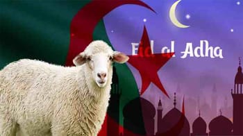 Mouton devant un drapeau algérien et un décor de fête islamique.