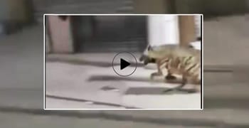 Hyène en mouvement dans une rue urbaine à Bordj Bou Arréridj.