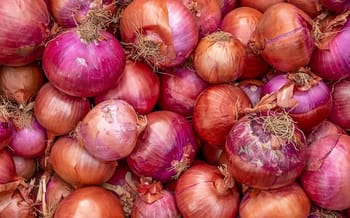 Oignons rouges et jaunes frais pour la cuisine ou la vente.